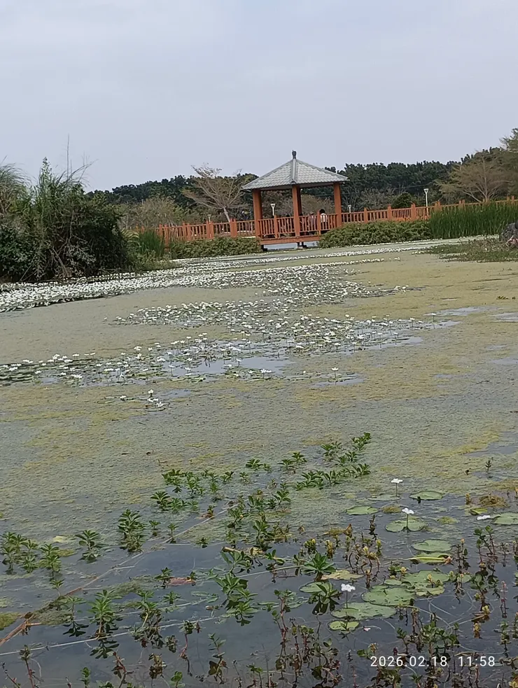 平湖小橋滿白蘋