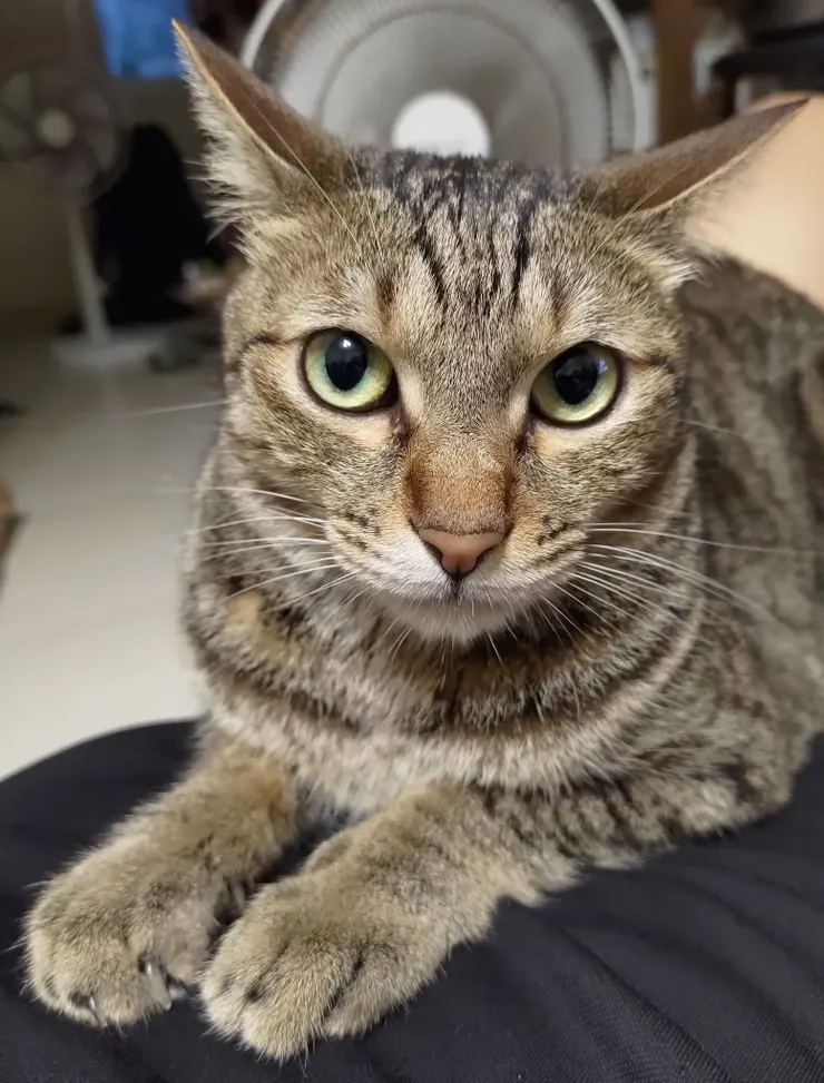 芒果：請讓我畢業，不然一直被拍