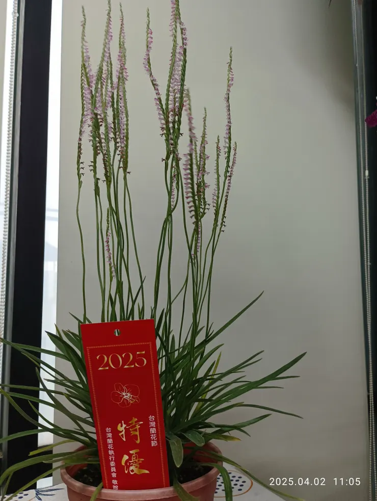 屏東九如蘭展，自拍攝