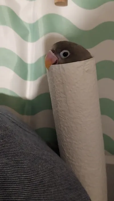 【鳥寶日常】喜歡將自己變成春捲的牡丹小鸚鵡