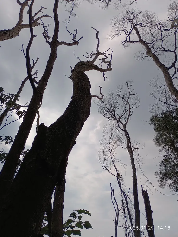 蕭蕭落木招春羞