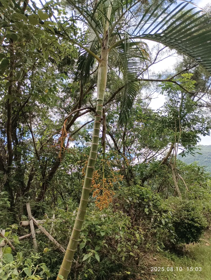 黃椰子（個人總覺得奇怪，命名為椰子卻沒汁）