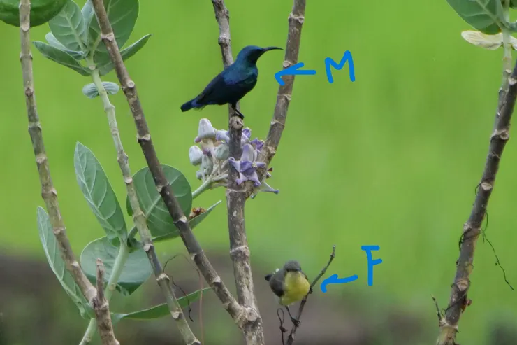 斯里蘭卡看到的一對男女