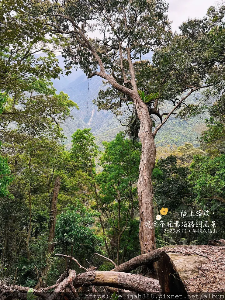 【谷關健行/住宿】谷關七雄老大。海拔2366公尺八仙山主峰。