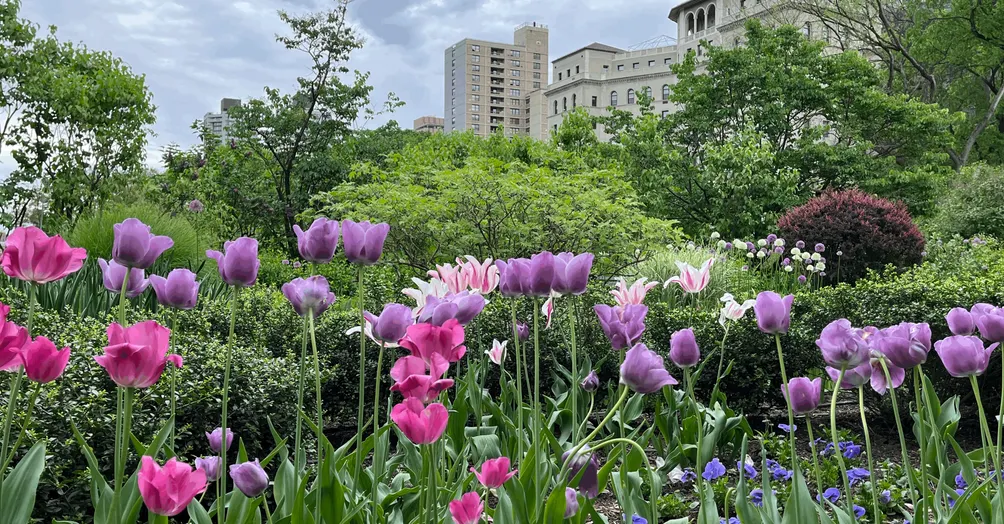 Alice Cheng的沙龍