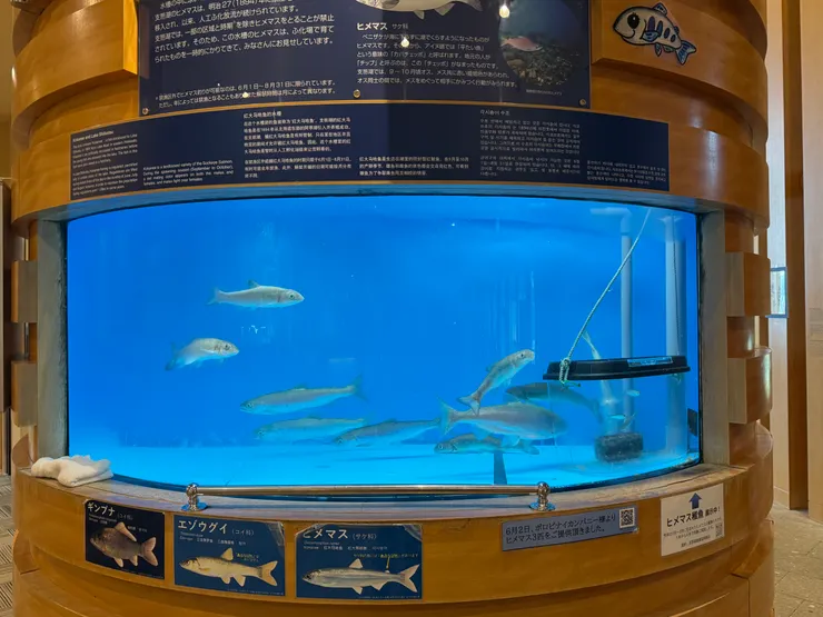 支芴湖當地的原生種魚