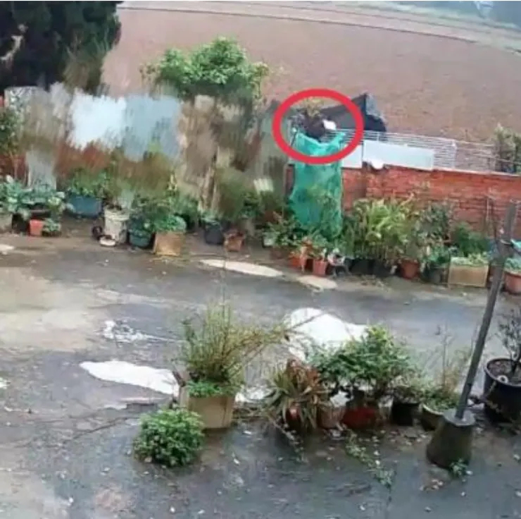 已經爬上牆的黑糖