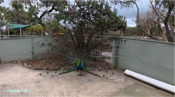 雪梨 Walkabout Wildlife Sanctuary，25/12/12，孔雀開屏～但對象卻是土撥鼠XD