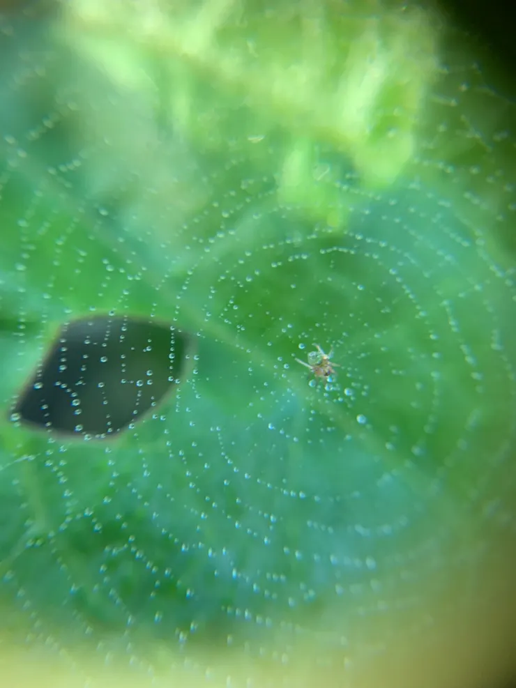 耐心的小幼幼蛛蛛