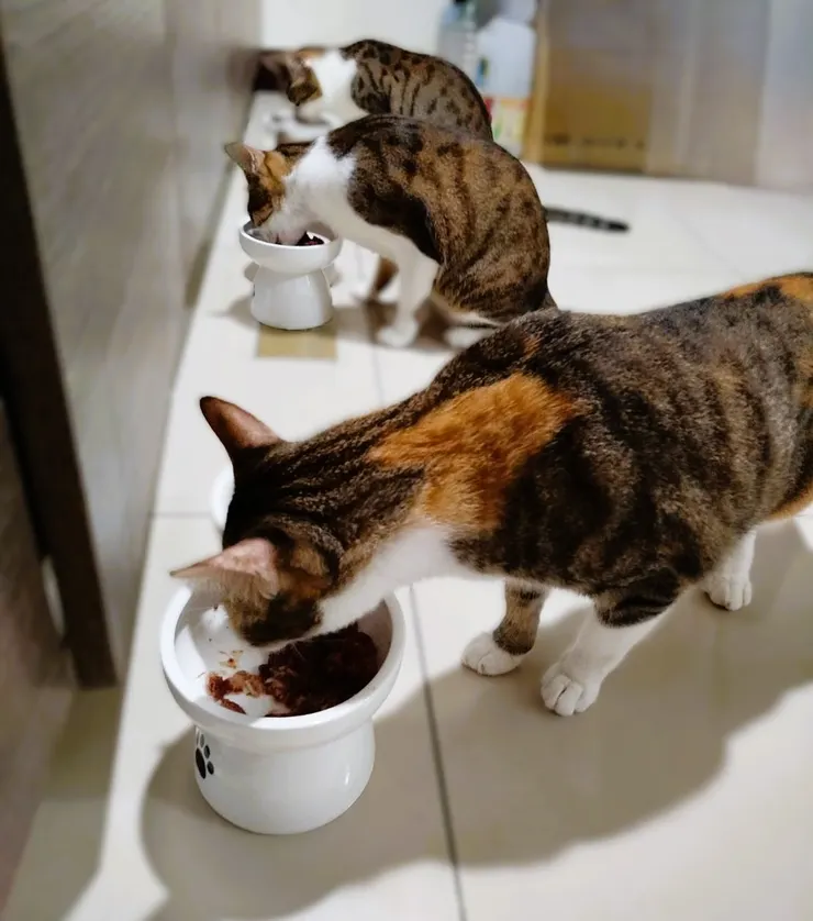 明明他們就沒有被餓過，怎麼會這麼激動？這罐頭有這麼美味嗎？