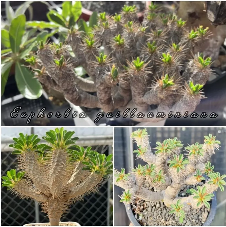 鬼棲閣(euphorbia guillauminiana)