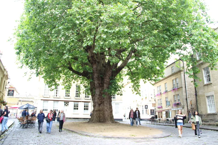 百年樹人，在英國經常見到很多過百年的大樹