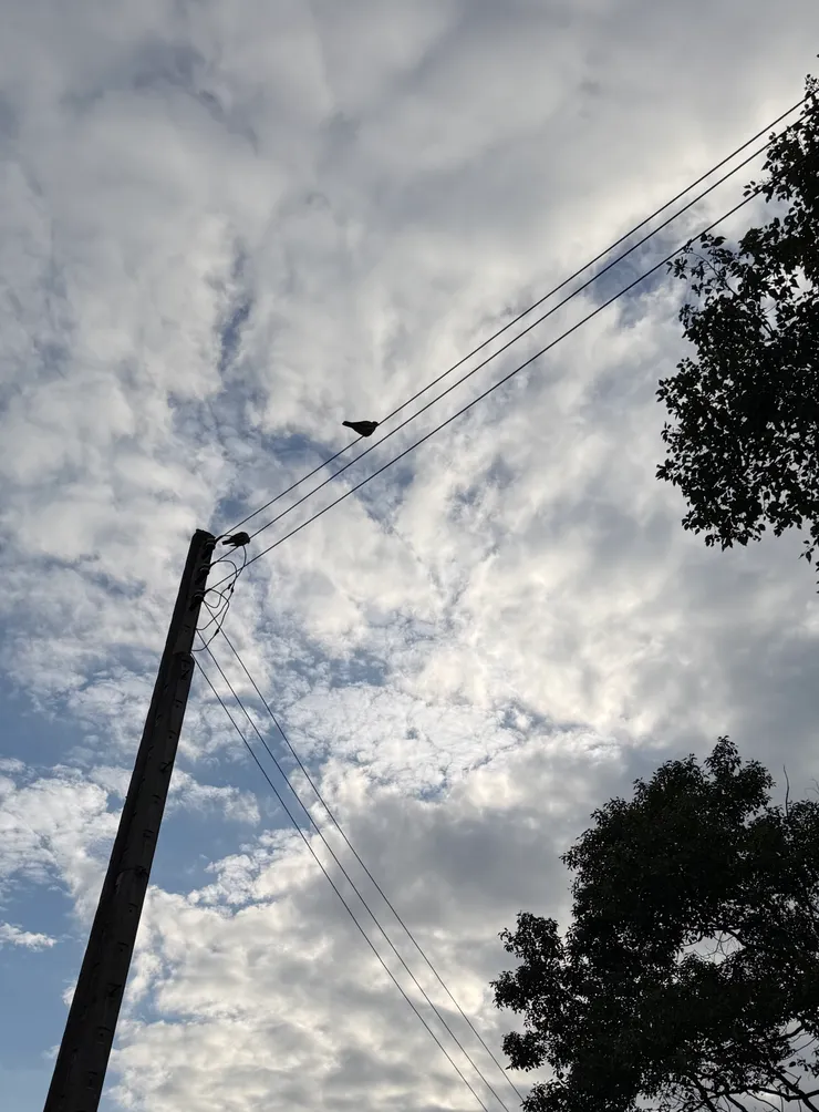 抬頭仰望停在電線竿上的鳥兒們，成為了我每日上班必經的風景。「你們也是自由的啊」