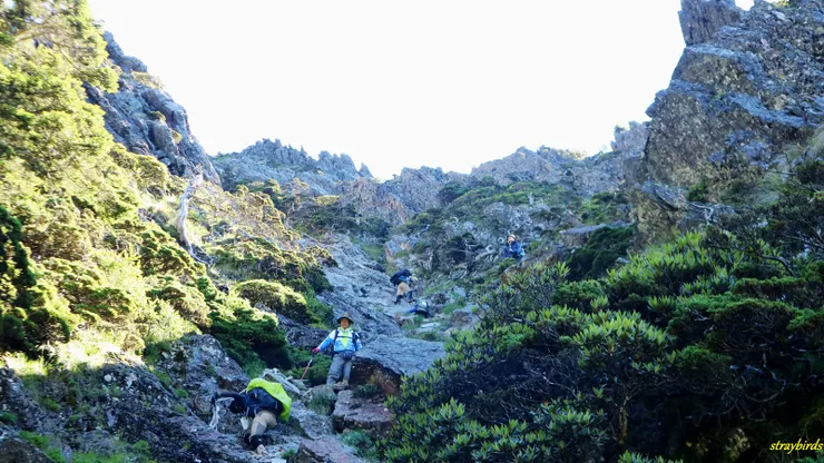 離開山屋，又是要下切很長的一段乾溪溝，再經過一段腰繞路段後，再爬上雪山山脈主稜，扺達穆南營地。