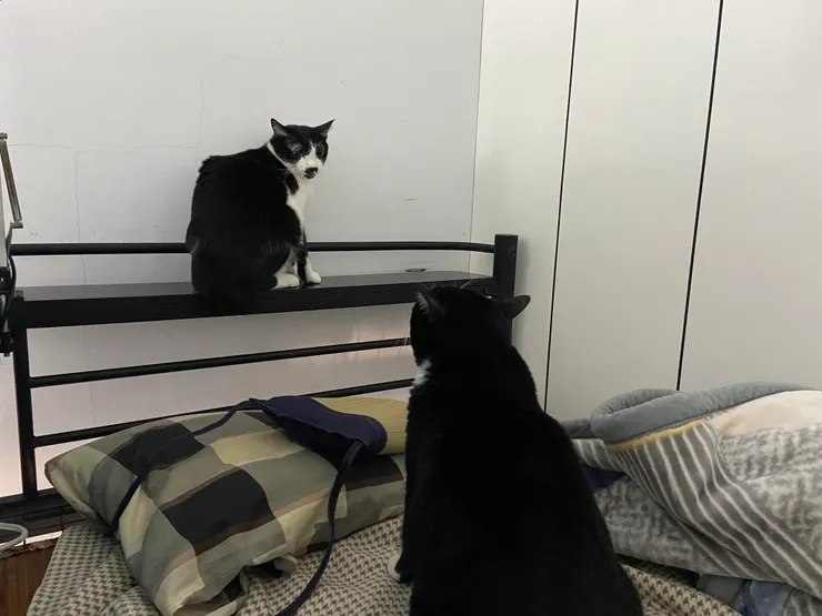 闖入房間的多多,被溜溜眼神壓制,不敢動