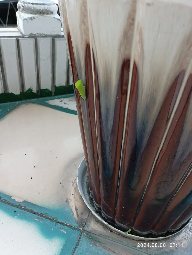 謙卑彎腰將它見