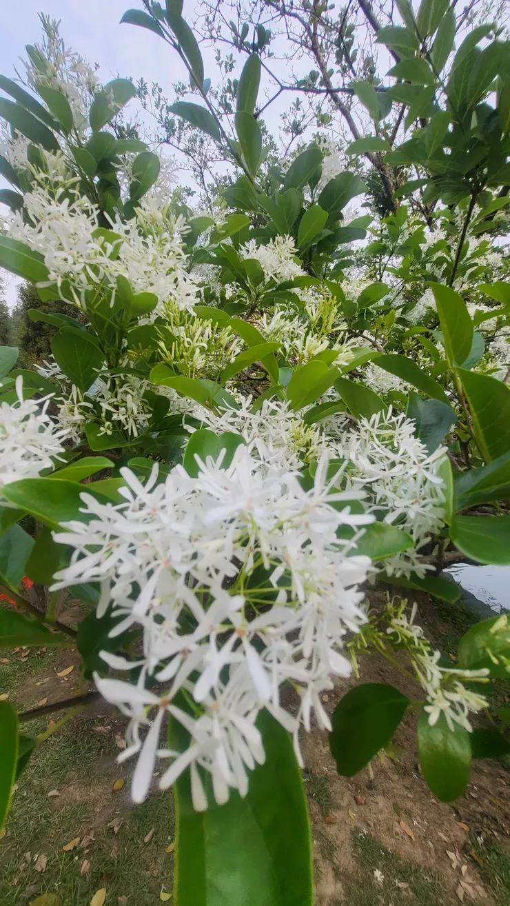 中興湖畔的流蘇盛開(李建崑攝影)