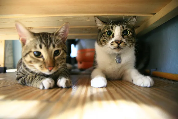 哥倆好米魯(左)和馮克雷(右)