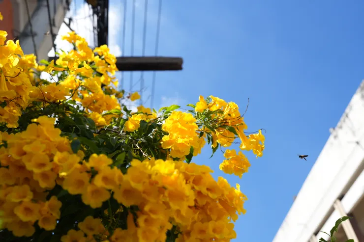 清邁街弄裡路邊的花圃