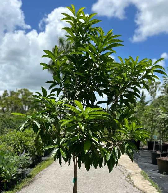 仙桃樹 (圖片取自網路)