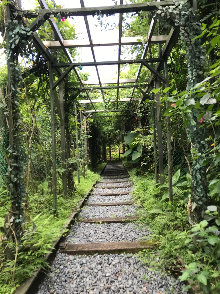 這個景也很多人拍喔，人最好站軌道前後的中間位置，人的比例小一點沒關係，才能顯現出綠色隧道的感覺