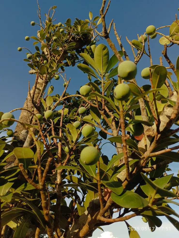 蘭嶼胡桐結果了