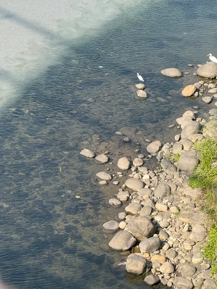 2026/02/14 吊橋上面看下方