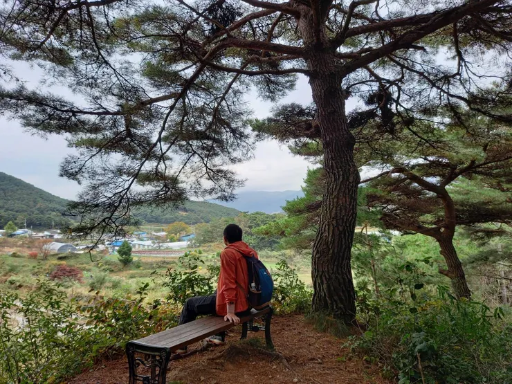 走訪韓國智異山環山路,松樹是沿路常見的風景。「韓國人特別愛紅松,還特別為紅松撰文成書」建忠分享道。(周聖心攝影)