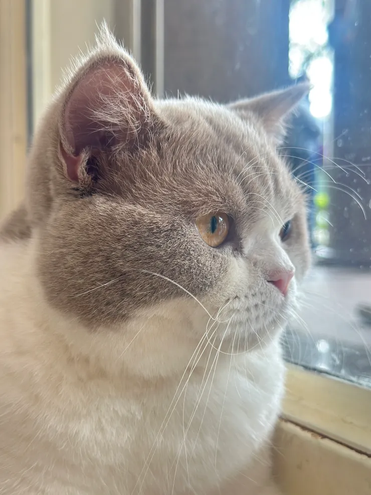   不知道是否是因為自己養了毛小孩的關係，最近發現台中好多間以貓為主題的咖啡廳！  這幾週去了北屯區的「Bica Bica」和北區的「貓咪跑跑」，所以今天換西區這兒了！😄