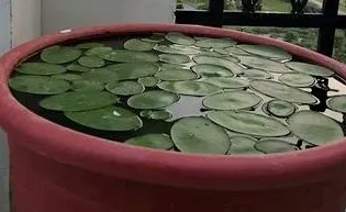 在自家陽台養了5-6年，卻始終等不到蓴菜結凍