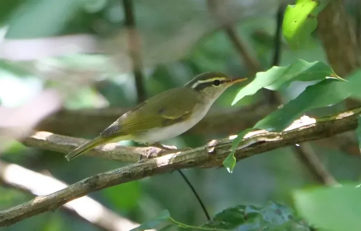 冕柳鶯頭頂上有一條幼幼的綫