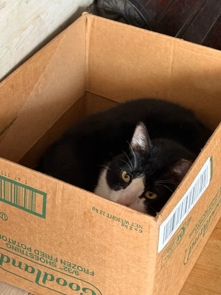 2026/01/05 吃飯店家隔壁養的貓