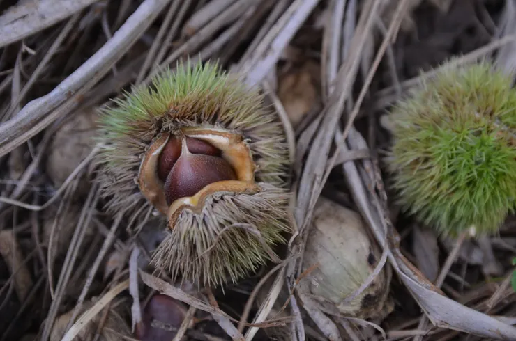 栗子成熟了就掉落在地。經常在小說或電影裡讀到在山林裡翻找撿拾板栗的深秋風情。