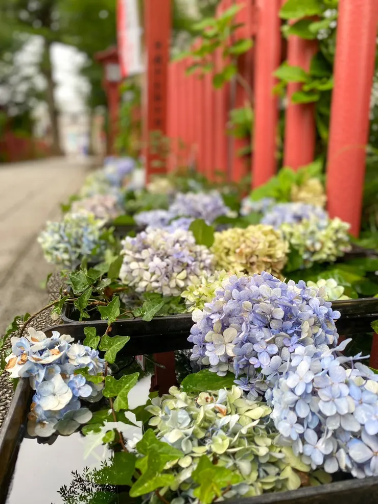 川越八幡宮︱沿著參道綻放的花手水