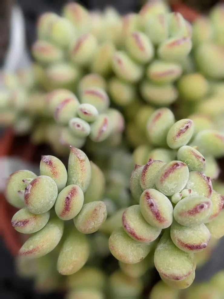 媽媽的多肉植株