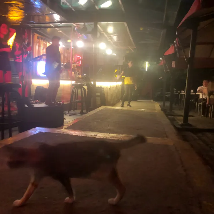 Naco (日語貓咪）in the bar