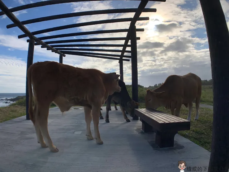 看海看到一半 可能會有意外的訪客陪你一起看海