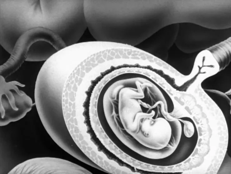 《衛生寶鑑》講解胎兒在母體中孕育過程之鏡頭。