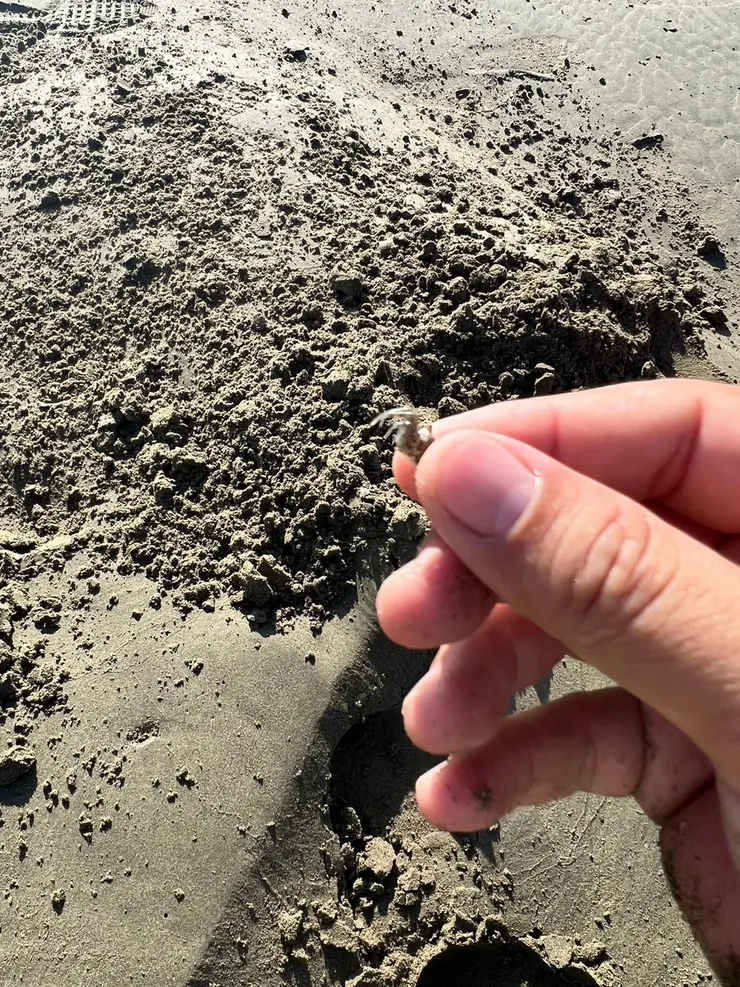 這麼小隻的螃蟹，很像小蜘蛛。