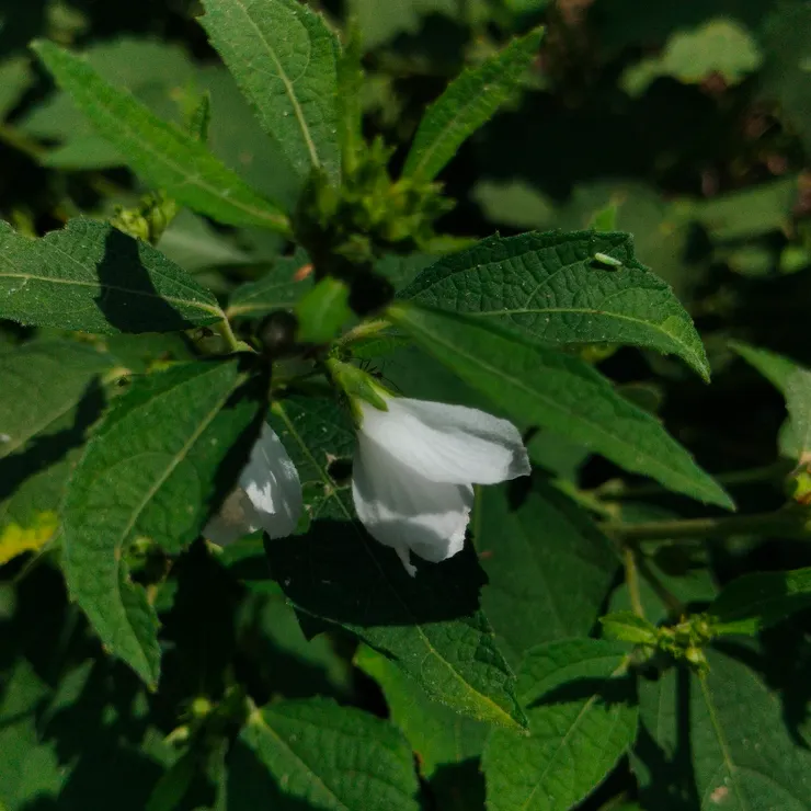 白花的地桃花為村民鍾大哥人工種植