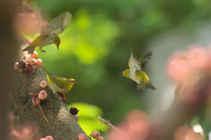 綠繡眼的飛行姿態。圖片來源：Flickr 擁有者 Adam & Doggie（CC BY-SA 2.0）