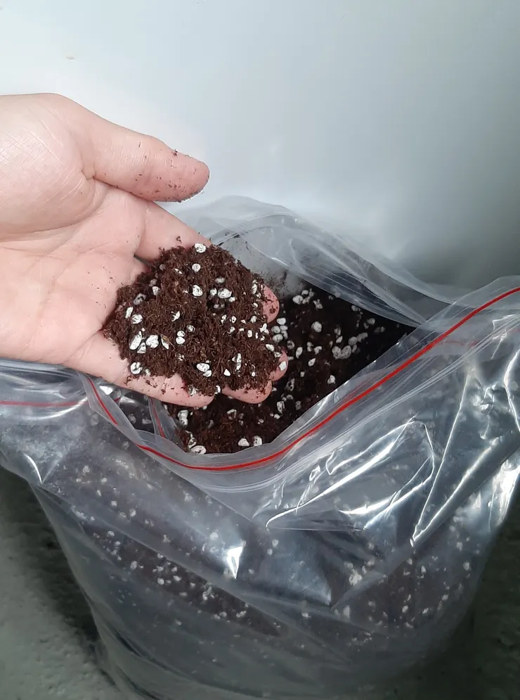 由泥炭土與珍珠石混合的介質