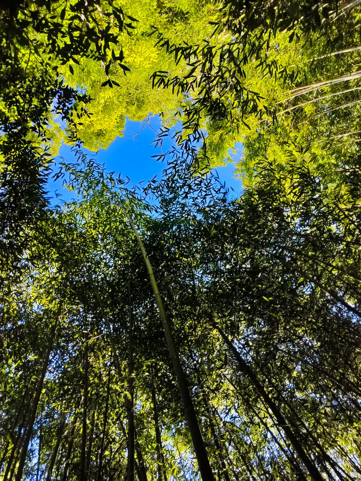 清脆的竹林帶來濃濃的禪意味