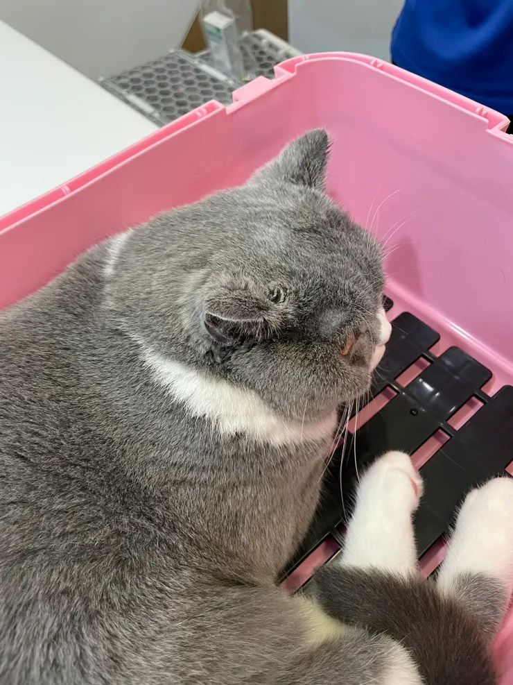 外觀看起來一切正常的孩子，實際上黴菌卻還沒治療好