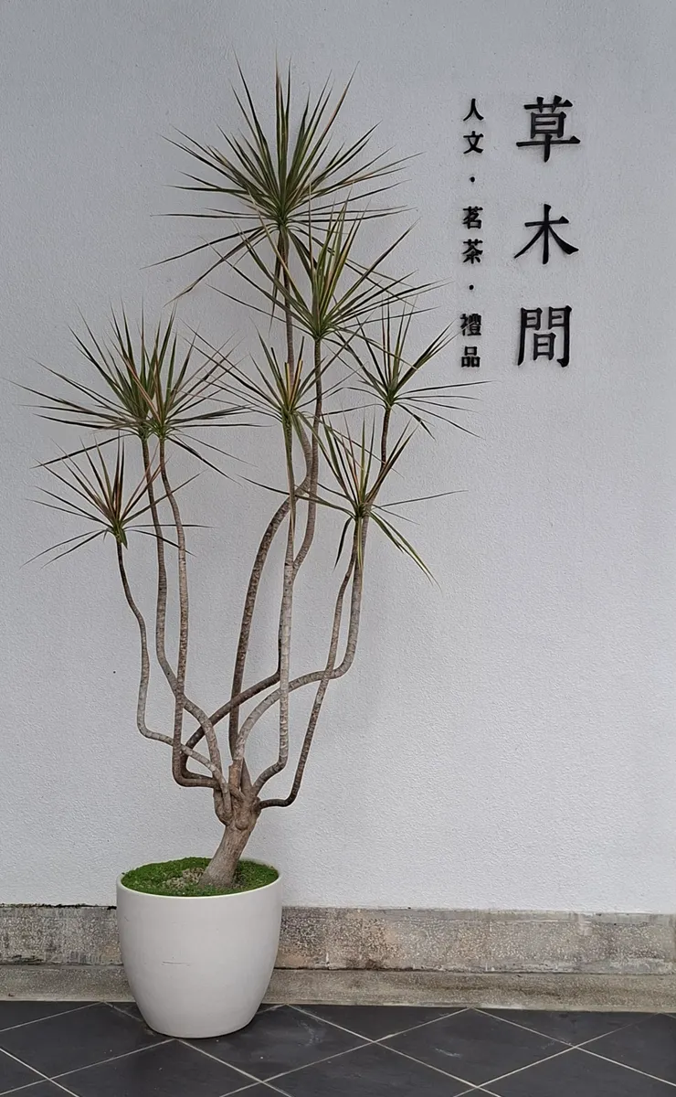 文創商店外的盆景