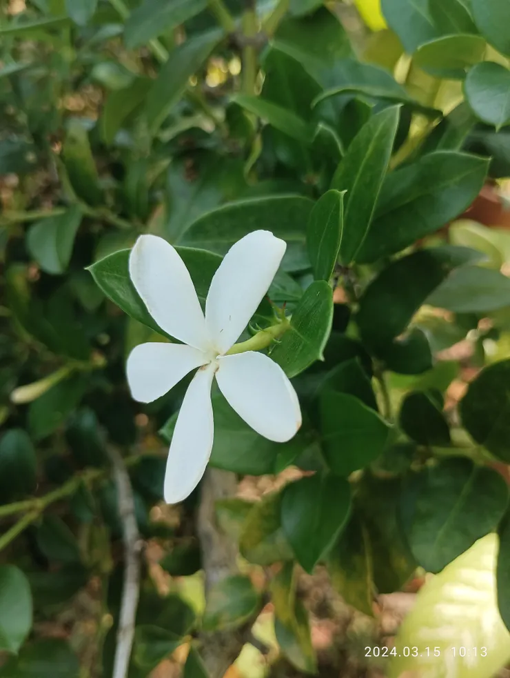 大花假虎刺的花，清淡香芬
