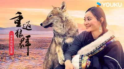 重返狼群的格林