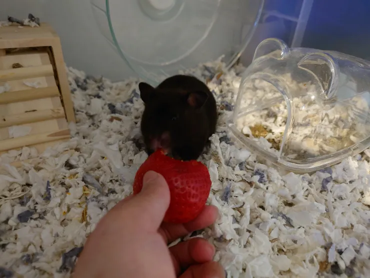 吃草莓囉❤️(認養人米爸媽提供)