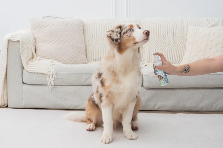 貓狗通用的「身體除臭噴霧」,以科學原理根除氣味分子,並添加優質油脂呵護毛髮,讓每一次接觸都能更貼近彼此。(資料來源:臭味滾)