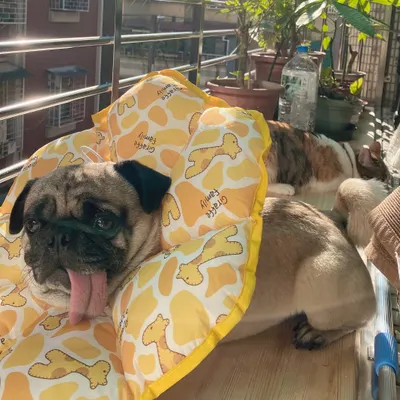 Shiba_chan(柴柴醬)